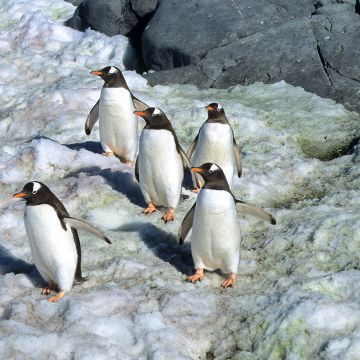 Pinguine watscheln über das Polareis
