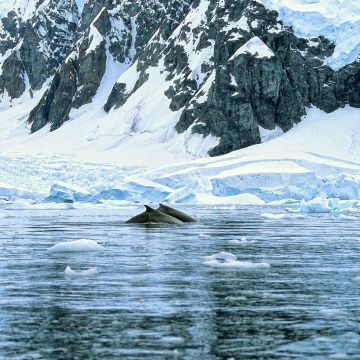 Wale im Polarmeer mit Eisschollen