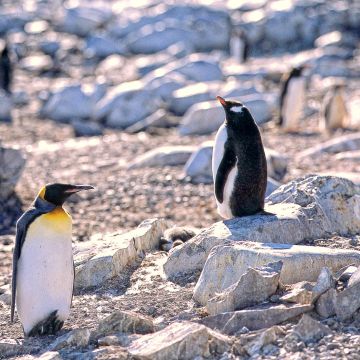 Königspinguin in einer Pinguinkolonie