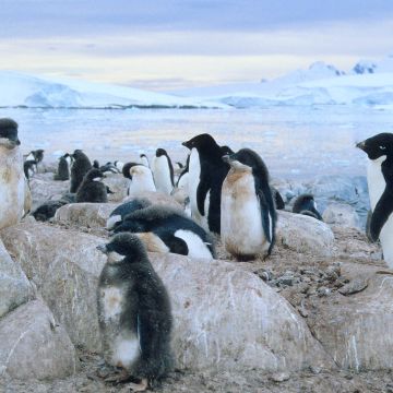 Eselspinguinkolonie im Polarmeer mit Nachwuchs