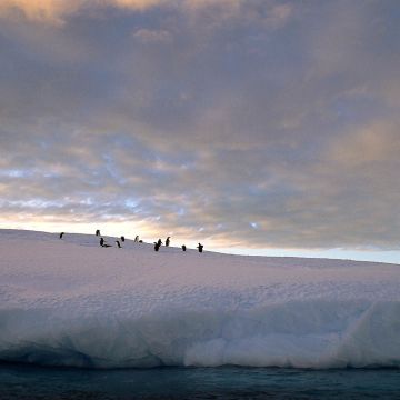 Pinguinkolonie auf einer Eisscholle
