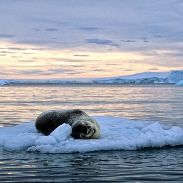Seelöwe auf einer Eisscholle im Polarmeer