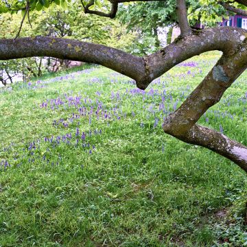 Frühlingblumenwiese mit Baum